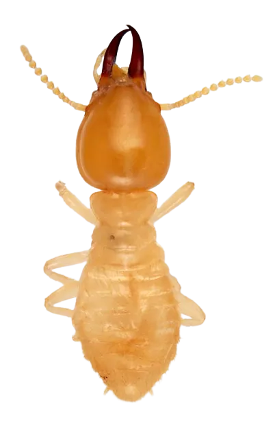 termite pest control